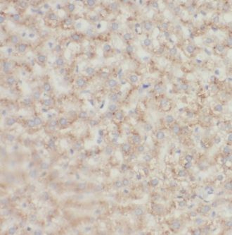 ECAT1 Antibody - BSA Free