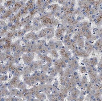 KHDC1 Antibody - BSA Free