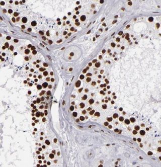 KDELC2 Antibody - BSA Free