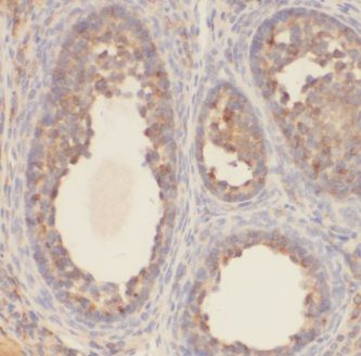 KCTD5 Antibody - BSA Free