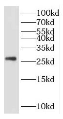 KCTD5 Antibody - BSA Free