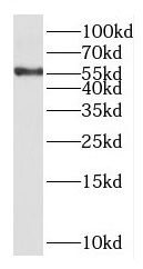 Kv8.1 Antibody - BSA Free