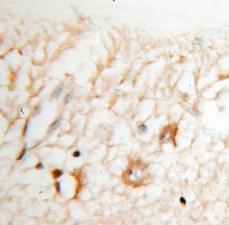 Kv9.2 Antibody - BSA Free