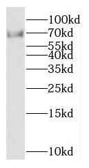 Kv9.2 Antibody - BSA Free