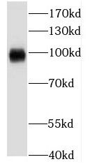 Kv3.4 Antibody - BSA Free
