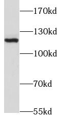 JMY Antibody - BSA Free