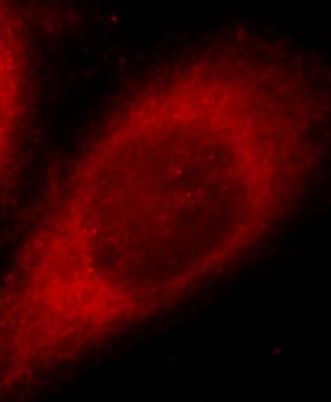 JMY Antibody - BSA Free