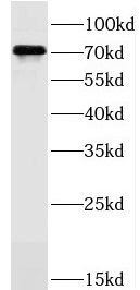 JAKMIP1 Antibody - BSA Free