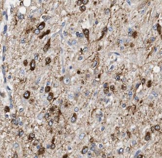 JAKMIP1 Antibody - BSA Free
