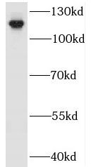 IWS1 Antibody - BSA Free
