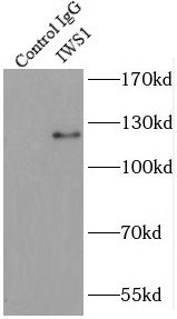 IWS1 Antibody - BSA Free