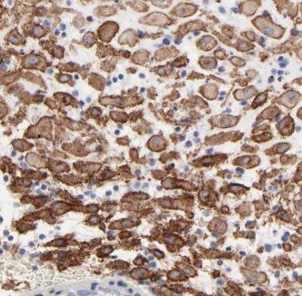 ISM2 Antibody - BSA Free