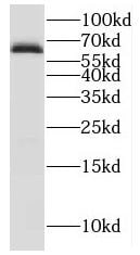 IRGQ Antibody - BSA Free
