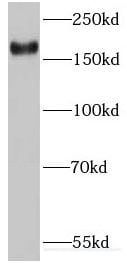 IQGAP3 Antibody - BSA Free