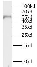 IPPK Antibody - BSA Free