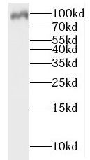 Importin-13 Antibody - BSA Free