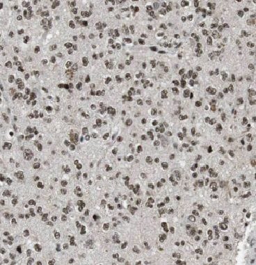 Importin-13 Antibody - BSA Free