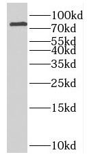 INTU Antibody - BSA Free