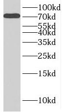 RC74 Antibody - BSA Free