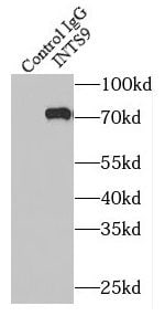 RC74 Antibody - BSA Free