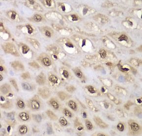 INTS5 Antibody - BSA Free