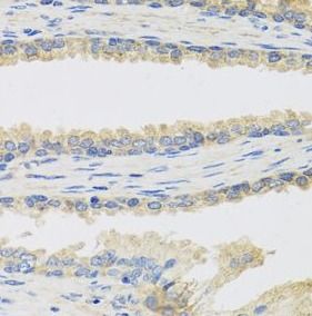 INSL3 Antibody - BSA Free