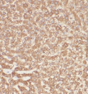 INSIG-2 Antibody - BSA Free