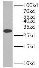 INSIG-2 Antibody - BSA Free