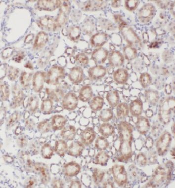 INSC Antibody - BSA Free