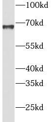 INPP5E Antibody - BSA Free