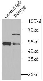 INPP5E Antibody - BSA Free