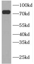 INPP5B Antibody - BSA Free