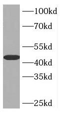 INPP5A Antibody - BSA Free