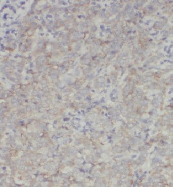 INO80C Antibody - BSA Free