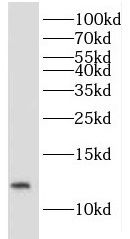 IMMP2L Antibody - BSA Free