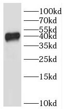 IKIP Antibody - BSA Free