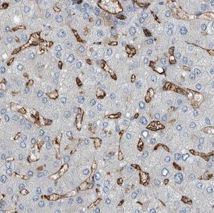 IGHMBP2 Antibody - BSA Free