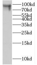 Ift80 Antibody - BSA Free