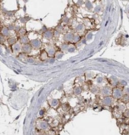 IFT43 Antibody - BSA Free