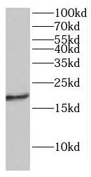 RABL4 Antibody - BSA Free