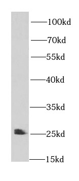 HspB11 Antibody - BSA Free