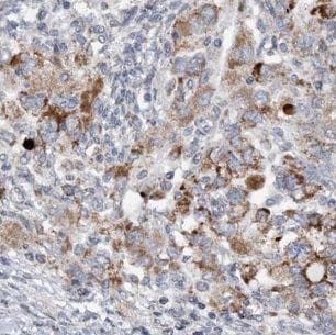 IFT20 Antibody - BSA Free