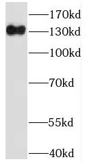 IFT122 Antibody - BSA Free