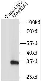 FAM92A1 Antibody - BSA Free