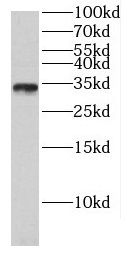 FAM92A1 Antibody - BSA Free