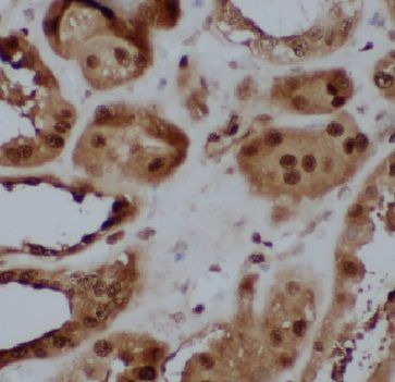 FAM92A1 Antibody - BSA Free