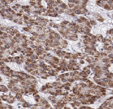 FAM84B Antibody - BSA Free