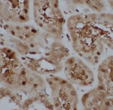 FAM49B Antibody - BSA Free