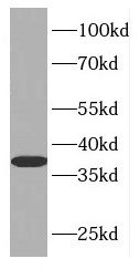FAM49B Antibody - BSA Free