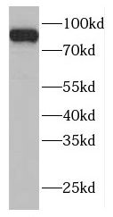 FAM48A Antibody - BSA Free